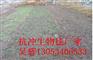 出厂价格供应生态袋 边坡绿化生态袋护坡