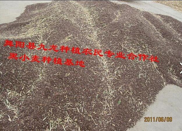 优质高产黑小麦种子  黑麦  黑麦种