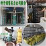 厚柏种子的价格
