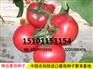 金粉19番茄种子，抗TY进口番茄种子，优质番茄种子公司
