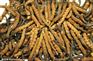 深圳宝安回收冬虫夏草