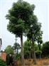 供应湖南30公分骨架栾树，湖南精品栾树，多购多优惠