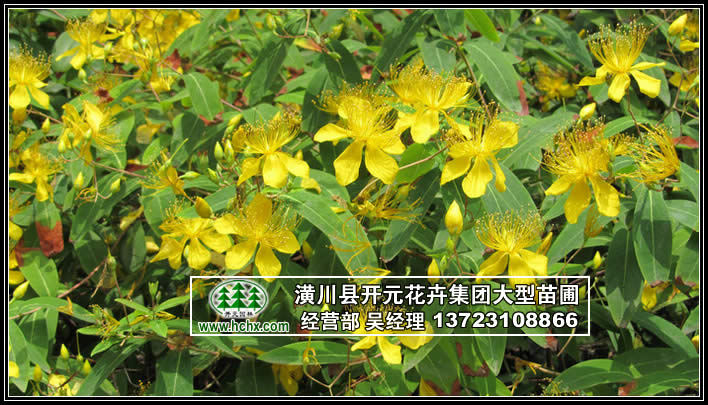 河南金丝桃,潢川金丝桃,鄢陵金丝桃