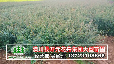 河南火棘苗,河南火棘球,潢川火棘基地
