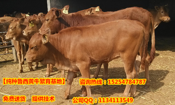 重庆哪里有卖小黄牛的&nbsp;&nbsp;重庆哪里卖黄牛&nbsp;&nbsp;哪里卖小黄牛