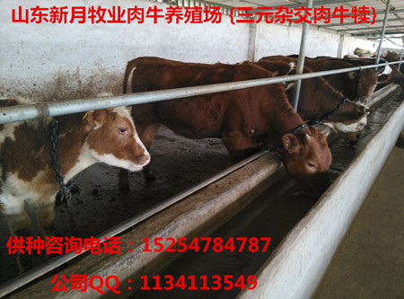 广西哪里有卖鲁西黄牛的&nbsp;&nbsp;哪里卖鲁西黄牛&nbsp;&nbsp;广西哪里卖黄牛