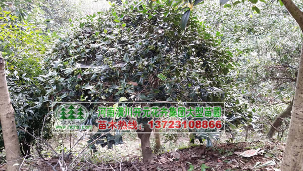 河南構(gòu)骨苗,河南構(gòu)骨球