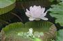 芡实
