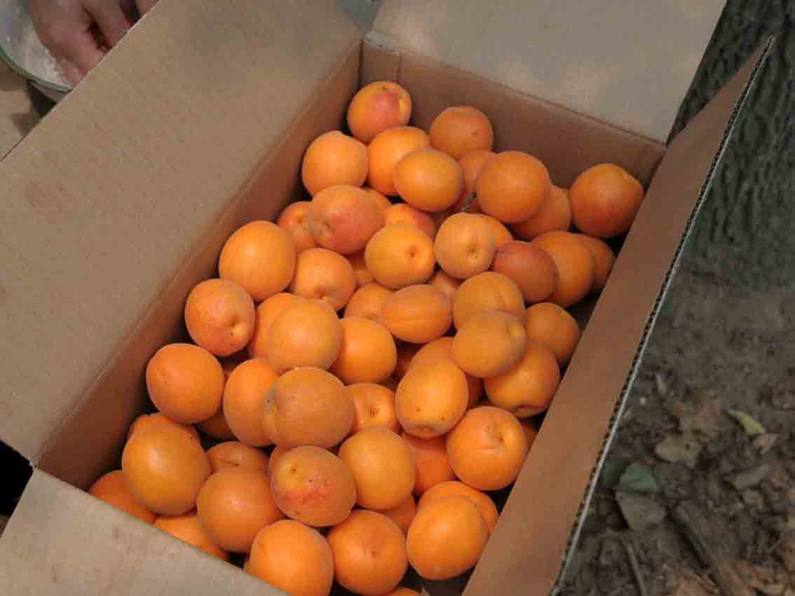 极早熟杏子品种金太阳杏