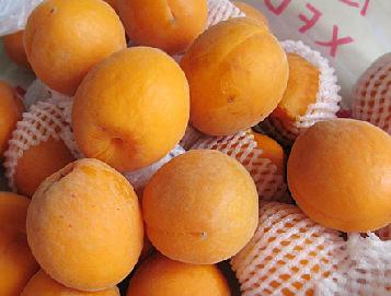 极早熟杏子品种金太阳杏