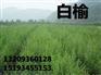 二年生白榆苗
