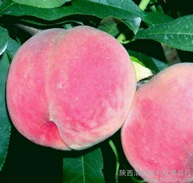陕西早熟郑三桃子65以上的价格  陕西桃子价格  早熟桃子价格  郑三桃子价格
