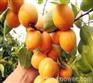 陕西金太阳杏价格