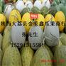 陕西哈密瓜价格/陕西哈密瓜基地