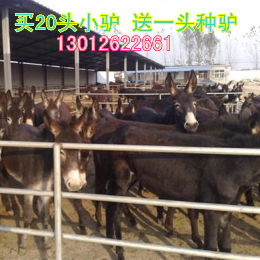 河南羊驼多少钱一只