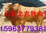 辽阳铝皮厂，铝瓦