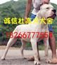 孝感有卖杜高犬的吗