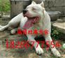 咸宁哪里有卖杜高犬的