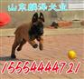 泰州15GrMoG合金弯头价格/高压合金弯头厂家