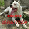 广安有卖杜高犬的吗