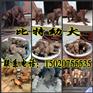 石家庄科胜纸箱侧面捆扎机,水产品侧面捆扎机|河北打包机