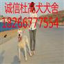 清远有卖杜高犬的吗