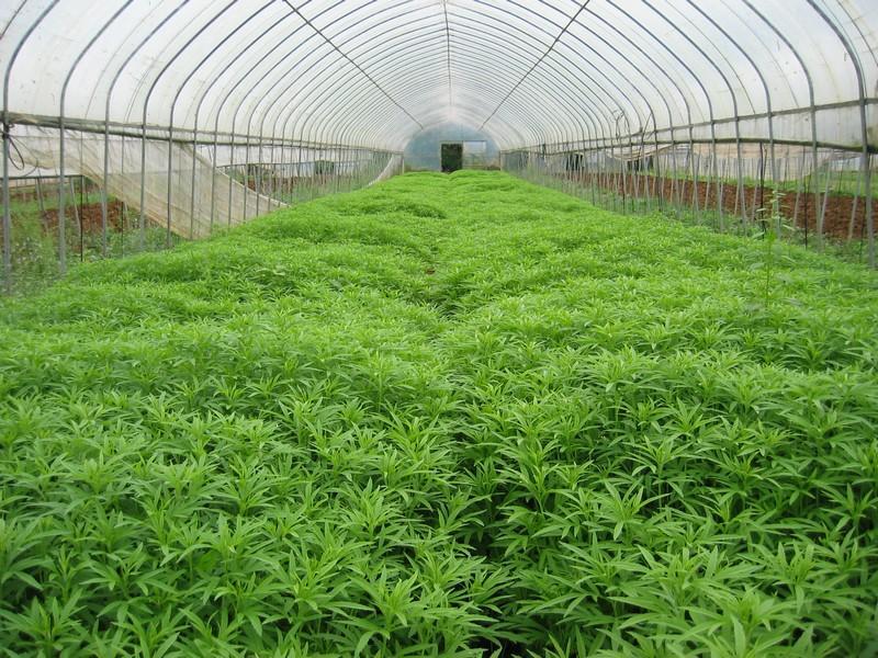 辽宁连栋大棚骨架建设公司