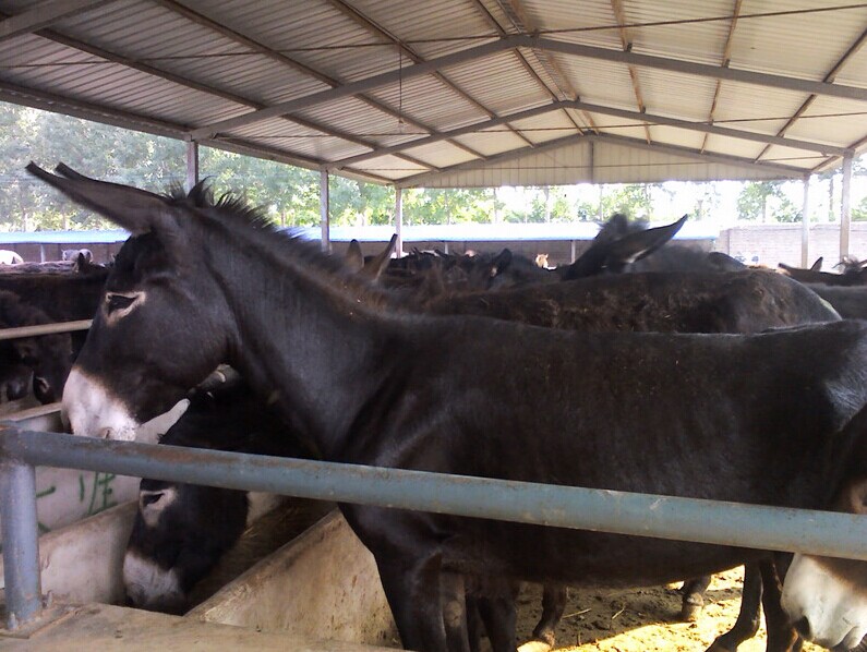 中阳县杂交驴价格  肉驴养殖场  纯种肉驴  肉驴价格