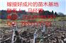 8518嫁接核桃苗，8518早实核桃苗，8518核桃苗特点