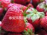 日本99草莓苗 日本99草莓苗价格 草莓苗批发