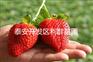 辛之花草莓苗 辛之花草莓苗价格