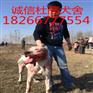 盐城杜高犬多少钱一只