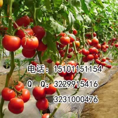 进口硬果番茄种子，荷兰进口新品种番茄种子  大果番茄品种  进口粉果番茄种子