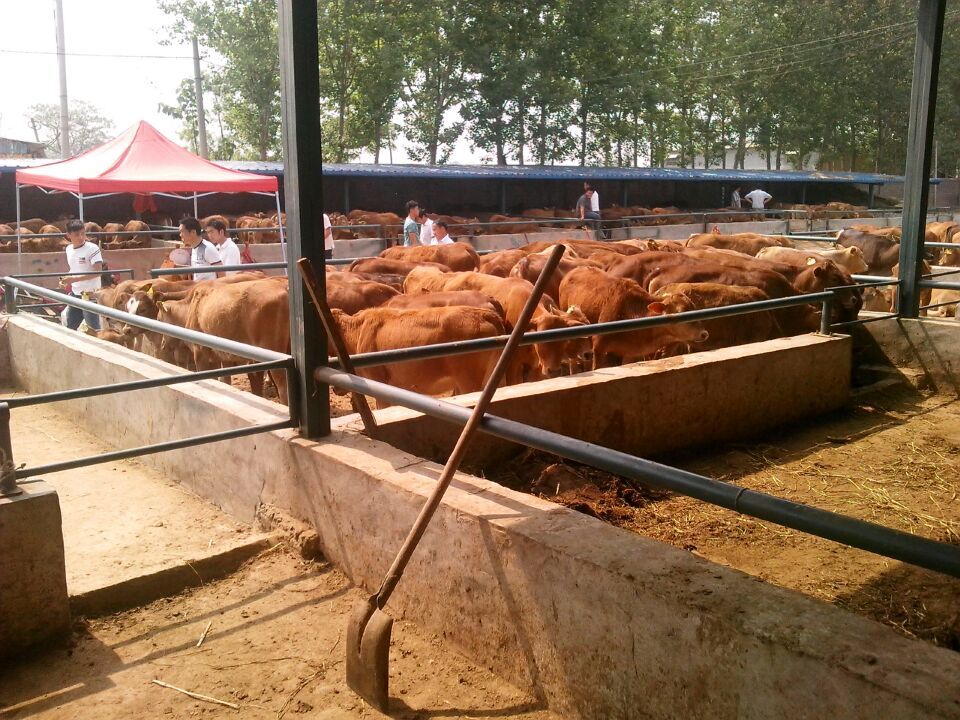 广东什么地方有鲁西黄牛卖  小黄牛养殖效益  小黄牛价格行情  纯种小黄牛