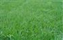 一年生黑麦草二倍体草坪种子——田野风