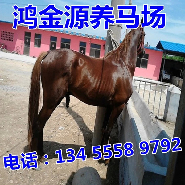 金宏牌专业钙粉吨包秤，轻松完成大袋包装