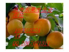 陕西金太阳杏.凯特杏.丰原红杏基地价格  桃  西瓜