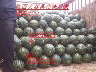 陕西金太阳杏.凯特杏.丰原红杏基地价格  桃  西瓜