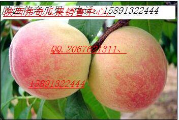 陕西金太阳杏.凯特杏.丰原红杏基地价格  桃  西瓜