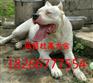 防城港杜高犬多少钱一只