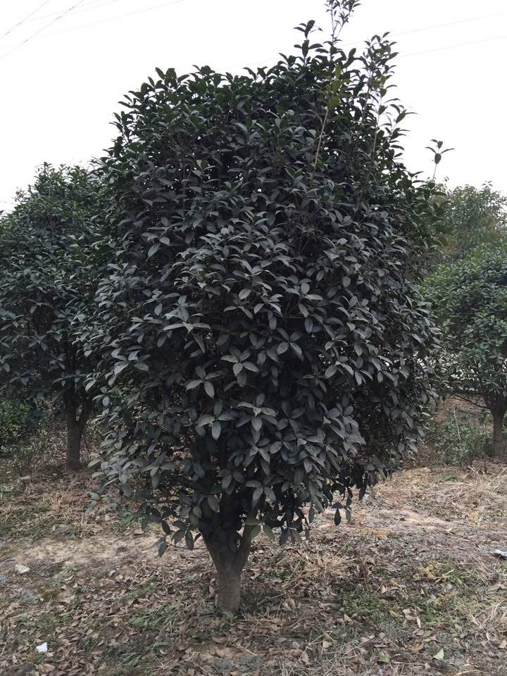 【最新報(bào)價(jià)】安徽桂花價(jià)格☆安徽合肥桂花供應(yīng)☆合肥桂花種植基地