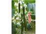 全雌性无刺黄瓜种子——寿光万盛种业