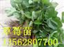 全明星草莓苗