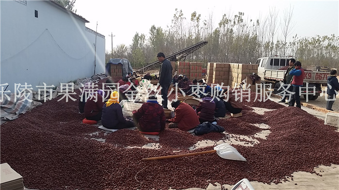 乐陵红枣批发价格  乐陵红枣价格  乐陵红枣供应商