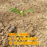眉山川早核桃苗，眉山薄壳核桃苗，眉山核桃苗批发