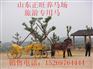 曲靖骑乘马价格 正规养马场