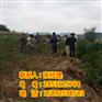 贵州川早2号核桃苗，核桃苗哪个品种好，核桃苗价格是多少