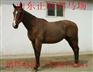 玉林骑乘马价格 正规养马场