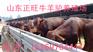 珠海骑乘马价格 正规养马场