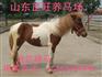 佛山骑乘马价格 正规养马场